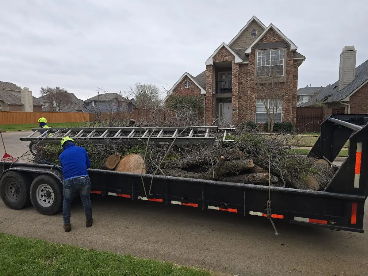 Expert Deadwooding with proper safety equipment in Manawa